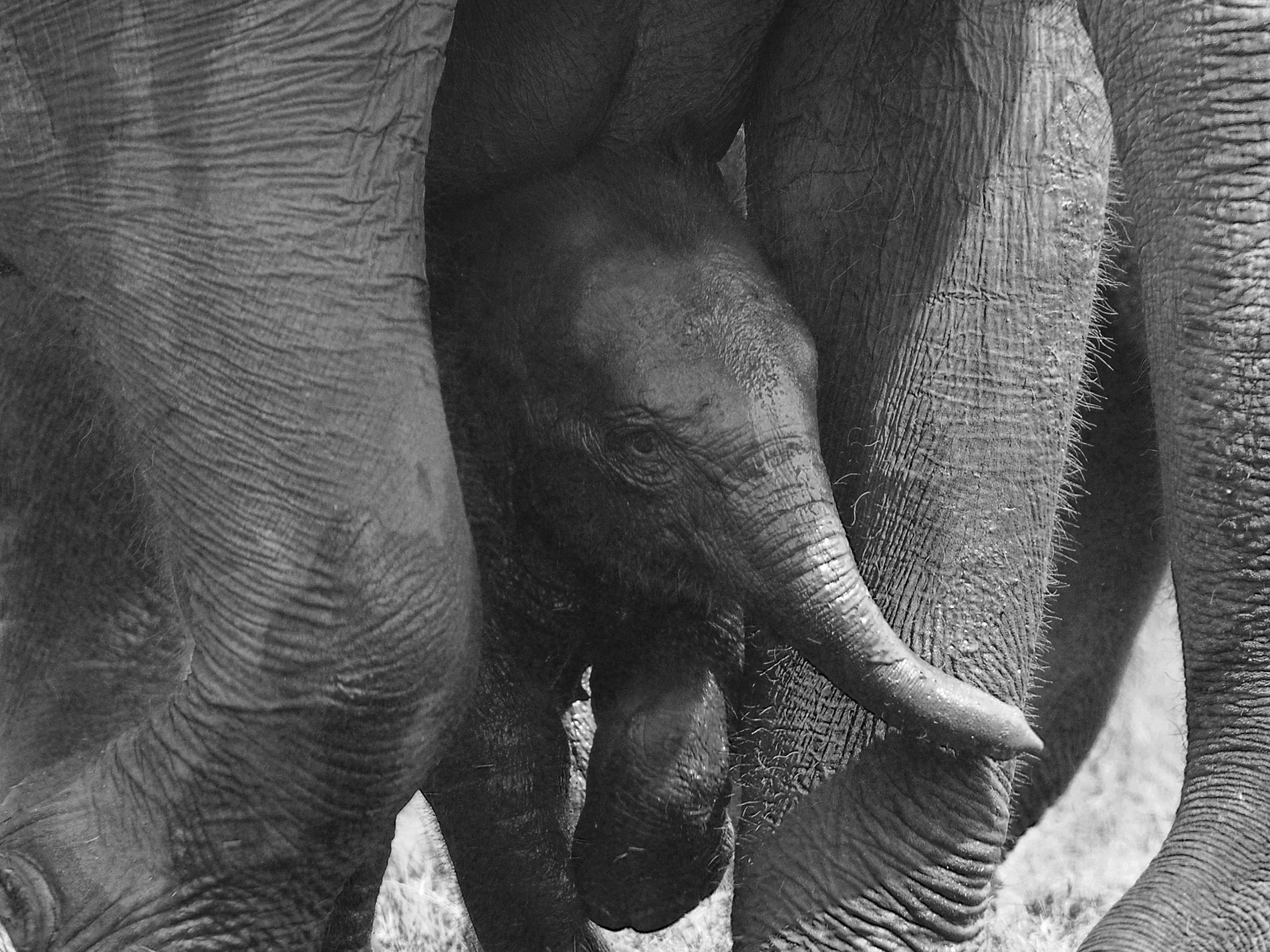 elephants in wilpattu