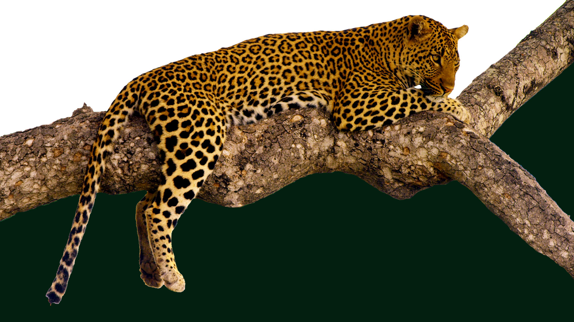 WILPATTU-Leopard-Environment-rx
