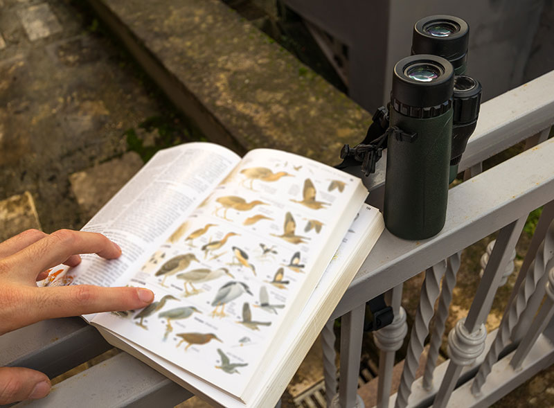 Bird Watching & Safari