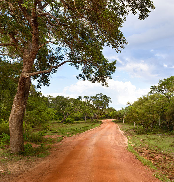 dirt-road-in-wilpattu-sri-lanka