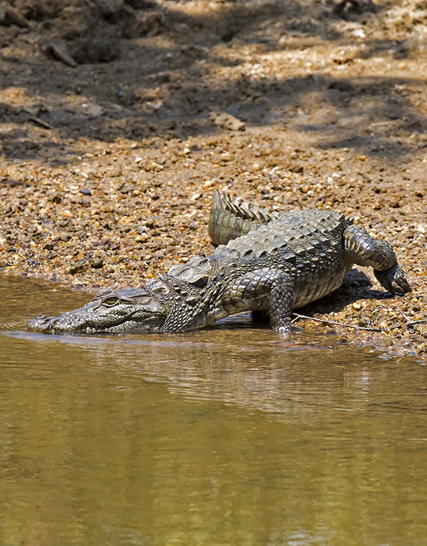 mugger-crocodile-portrait