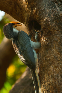 Sri Lanka Grey Hornbill